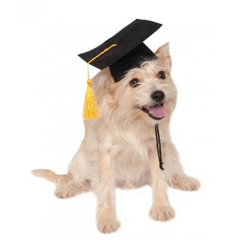 Dog Graduation Hat